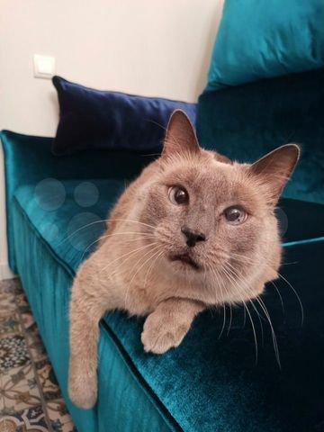 Фото Трёх котов с необычными способностями продают в Новосибирске за 11 млн рублей 2